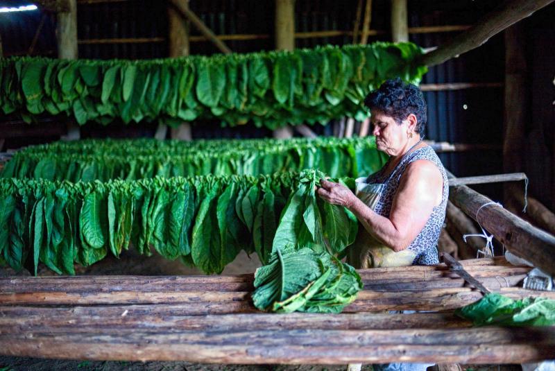 Tobacco leaves get loving care before drying.