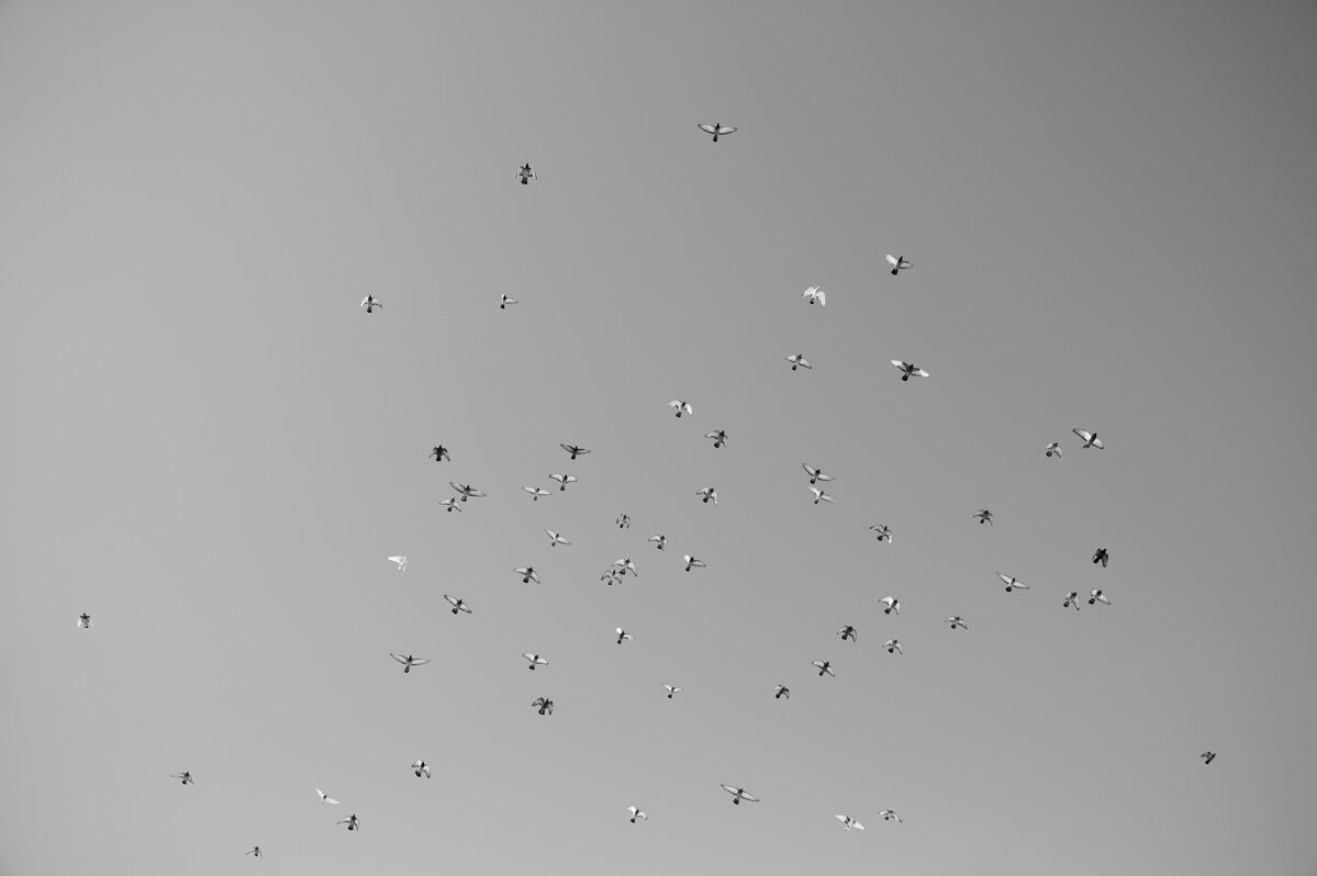 Freedom