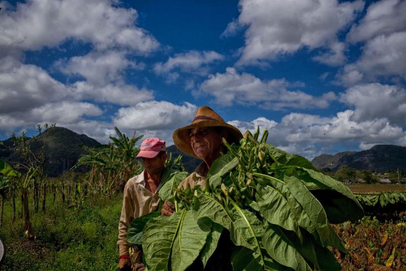 A happy tobacco farmer pauses for a portrait. He insisted on showing me what he did each day, and how he went about his routine.